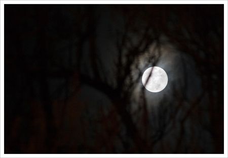 pleine_lune_branches_100309