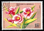 timbre-guinee-equatoriale-fleur-nerium-oleander