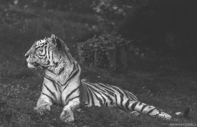 Zooparc de Trégomeur 9