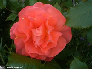Rosier 'Westerland'