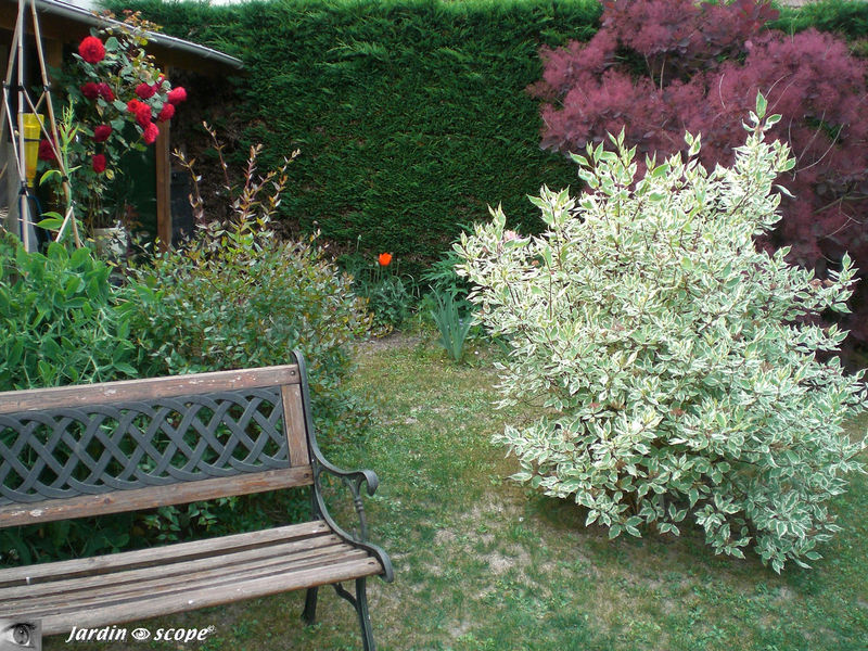 Jardin juin 2009