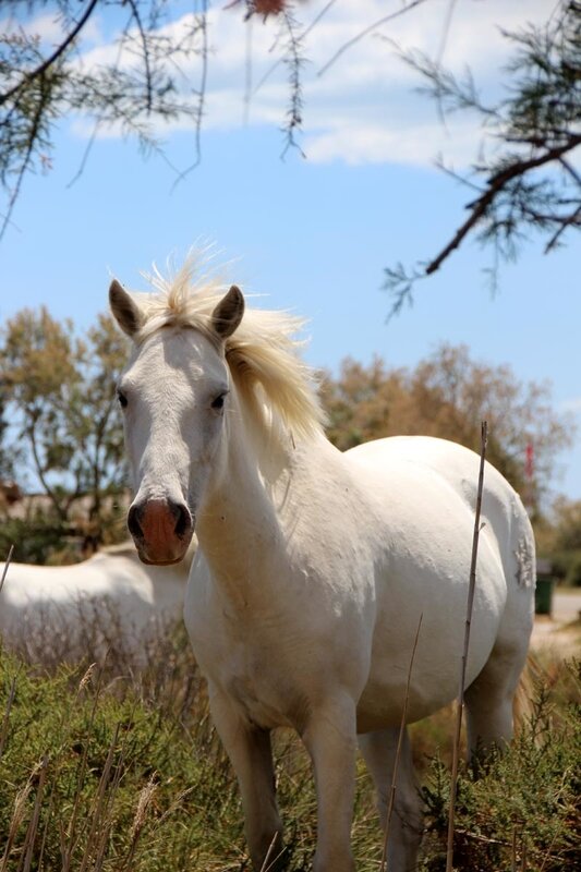 camargue_cheval_blanc