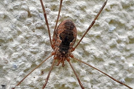 Opiliones • Phalangium opilio