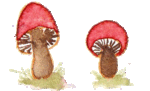 agif_champignons