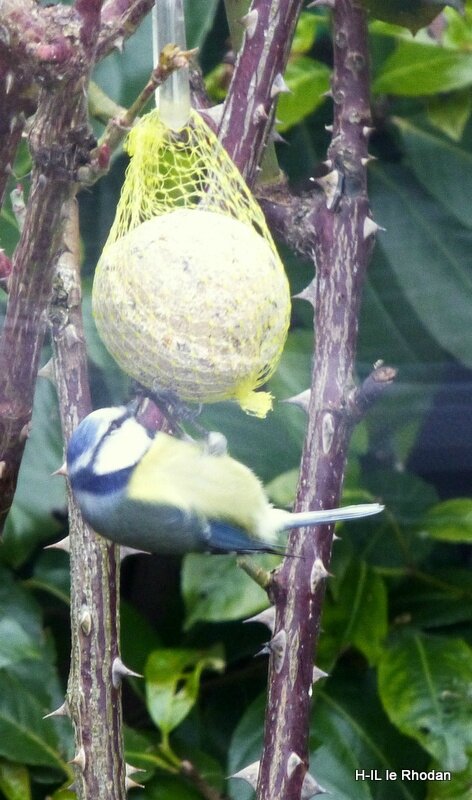 Mésange bleue (10)