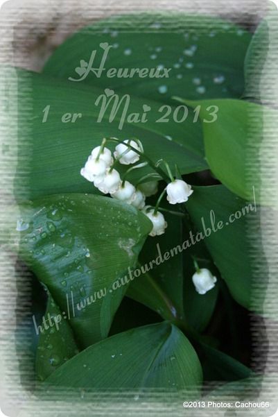 muguet 2013 ADMT