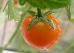 tomate_2