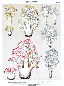 peck_clavaria_flava