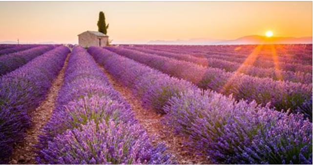 Cabanon dans les lavandes avec coucher de soleil