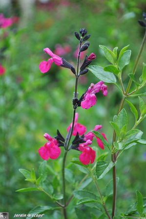 Salvia microphylla ‘grahamii'