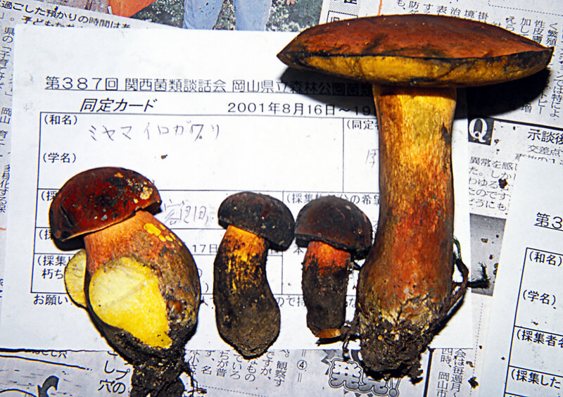 Boletus_sensibilis_Peck_2