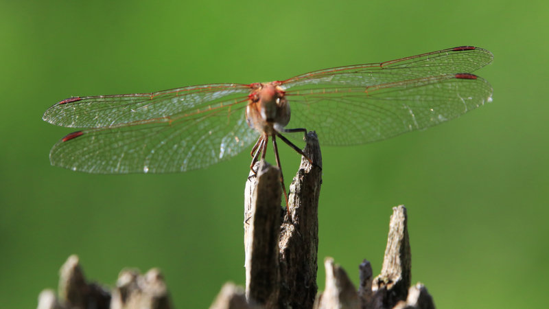 IMG_9692 - Copie