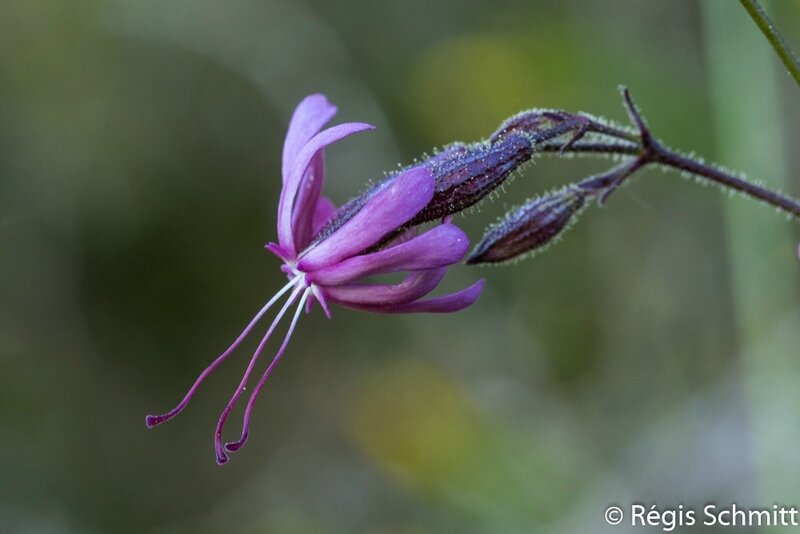 Silene nutans_Silène penché_Caryophyllaceae 2017 04 23b3