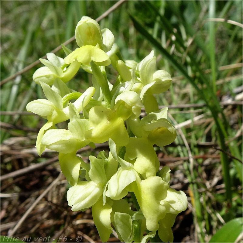 Orchis pallens - 2