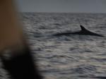 Baleine de Cuvier 020815
