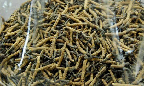 cordyceps