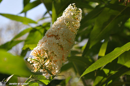 Buddleia_blanc