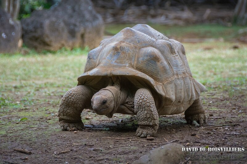 Tortue géante d’Aldabra (Dipsochelys gigantea) - Île Maurice