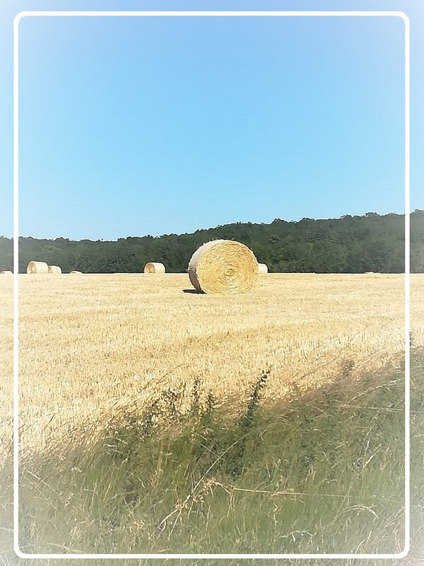 Champs de paille