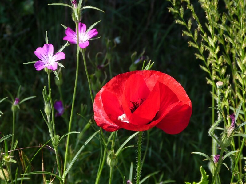 Coquelicots 4