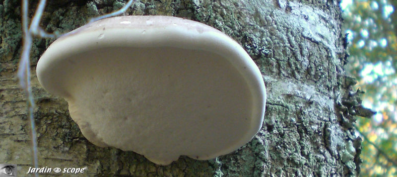 Polypore_par_dessous