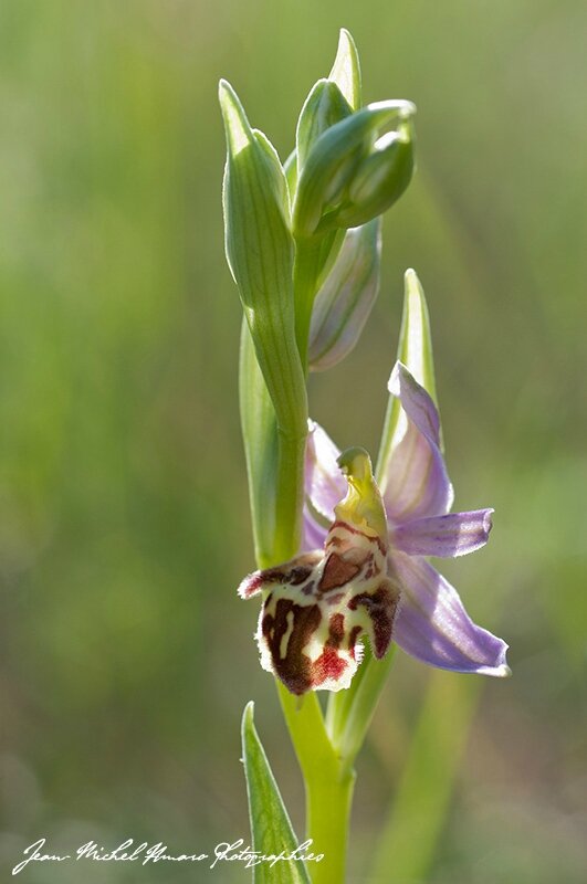 2014_05_Ophrys apifera var botteronii_01