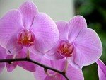 orchid_e_fond