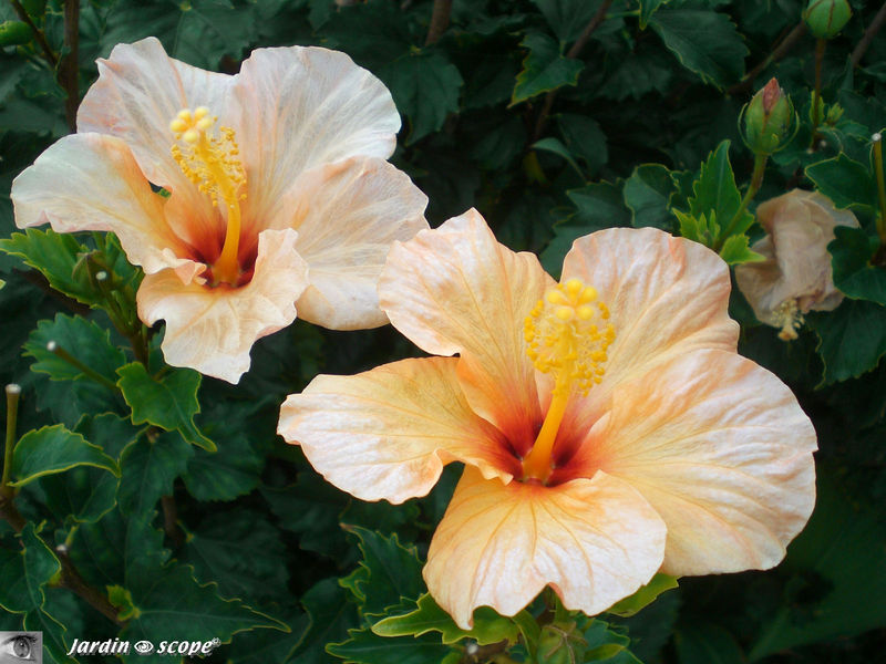 8880-Hibiscus
