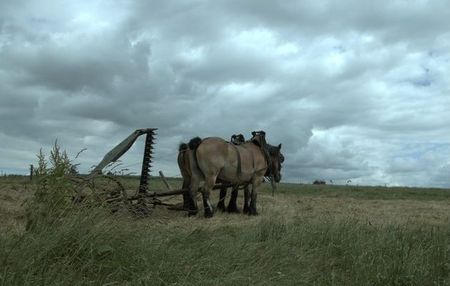 chevaux_de_labour___Curson