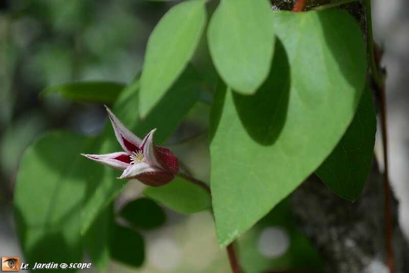 Clematis-Princess-Diana-2