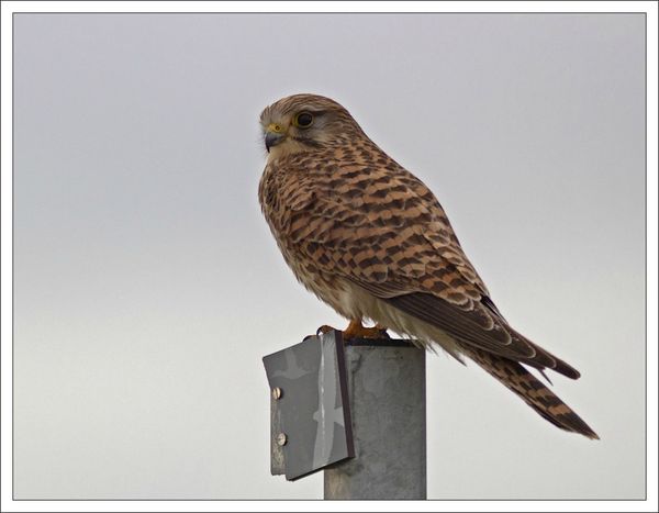 MS crecerelle poteau oiseaux ciel gris 311212 2 GP