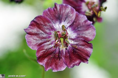 Geranium-phaeum-Samobor