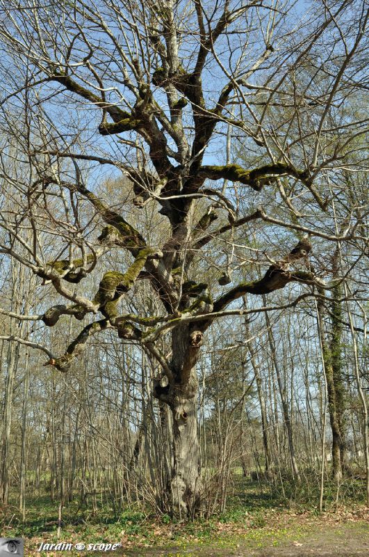Arbre torturé • Parc du Château de Cheverny (41)