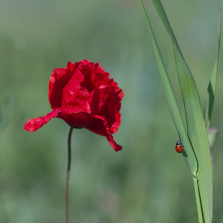 Coccinelle et Coquelicot Declic Photo Baralbin