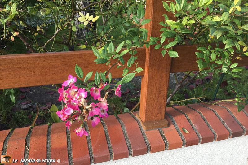 Rosa-Mozart