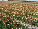 tulipes_en_feu_d_artifice