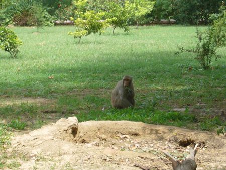 Photo des singes près du Taj Mahal
