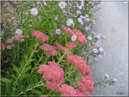 Aster_et_fleurs_roses