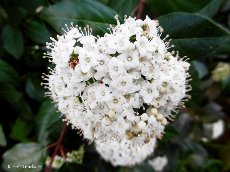 Fleurs de Léon et Lune 180219