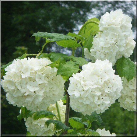 neige 2