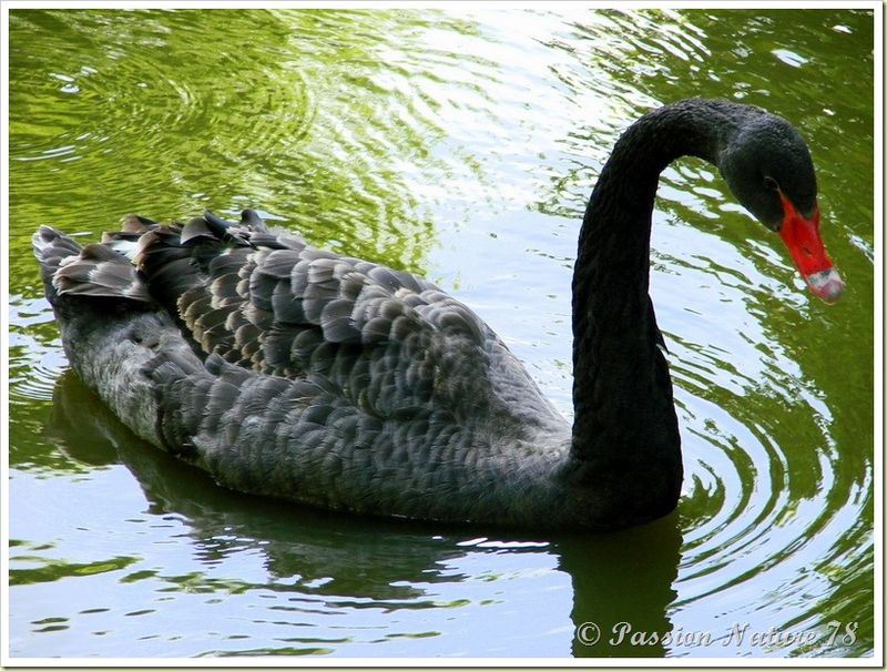 Cygne noir Cygnus atratus (17)