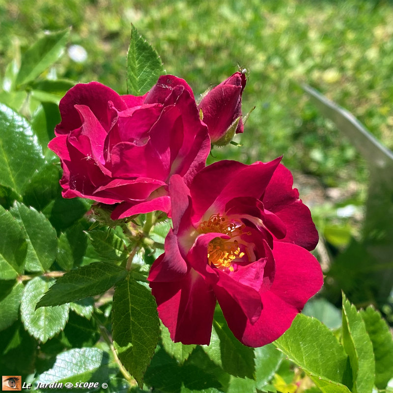 Rosa-Merveille-des-Rouges-2