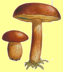 xerocomus