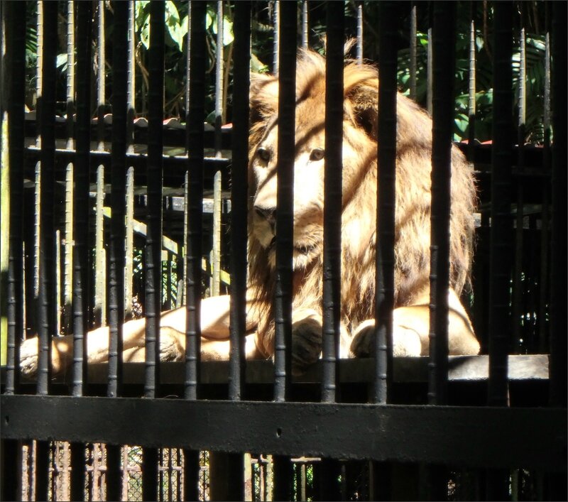 JI CR 2016 48 zoo lion en cage