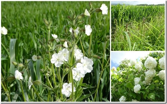 champs, vignes et fleurs, mai 20234