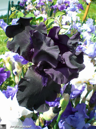9364_Iris_noir