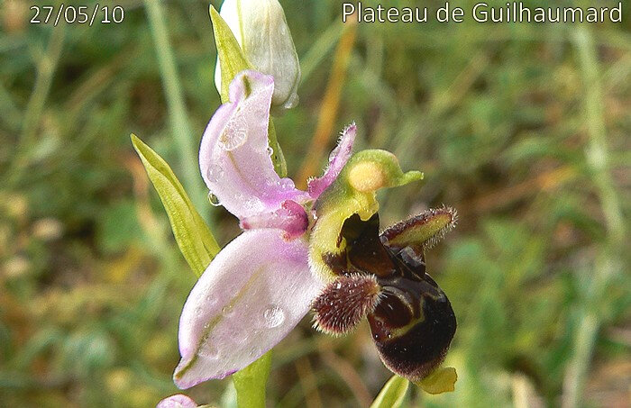 Ophrys scolopax subsp scolopax