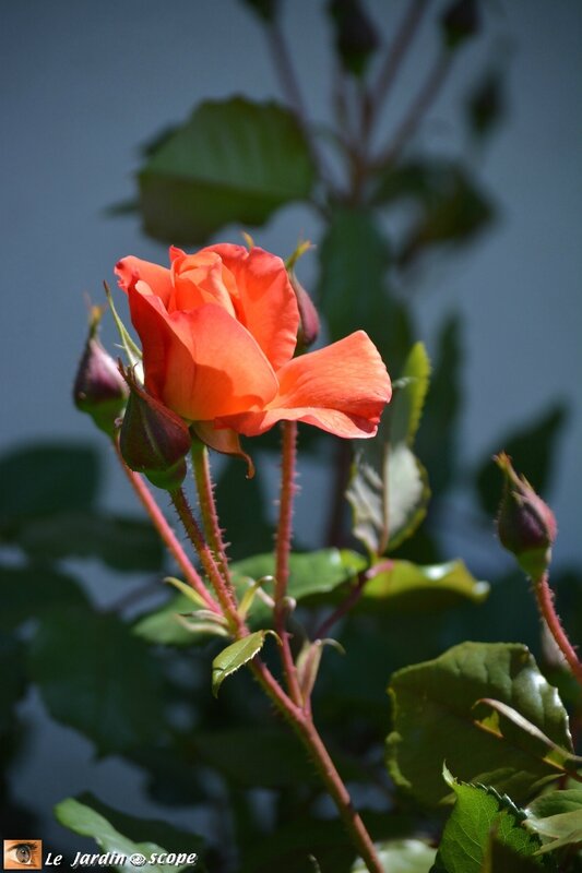 Westerland-3