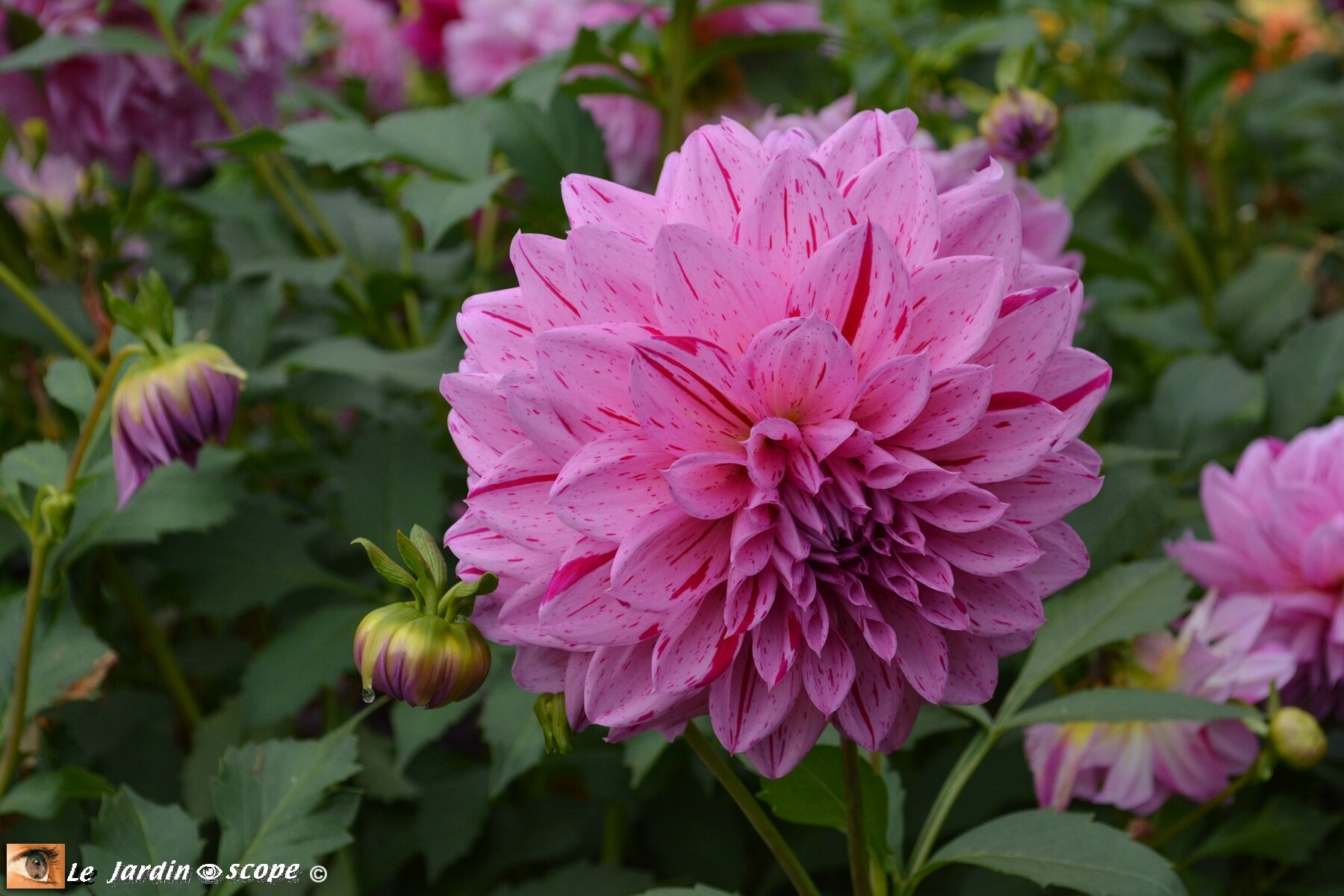 Dahlia-Prince-carnaval