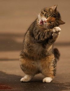 chat dansant